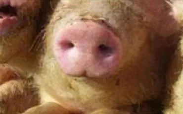 Quiz Cochons
