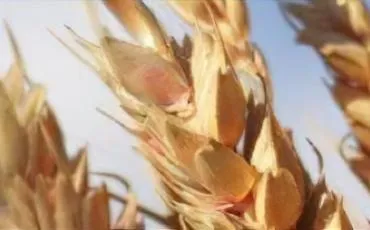 Quiz Agriculture