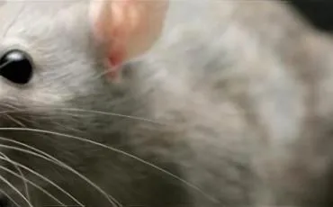 Quiz Rats