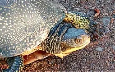 Quiz Tortues