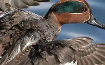 Quiz Canards