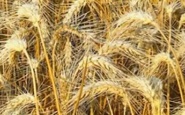 Quiz Alimentation