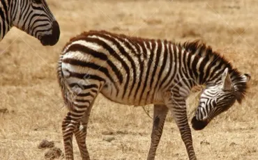 Quiz Animaux