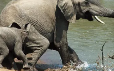 Quiz Animaux