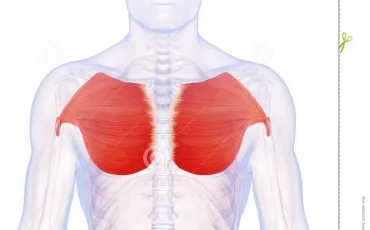 Quiz Anatomie