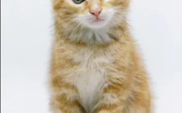 Quiz Animaux