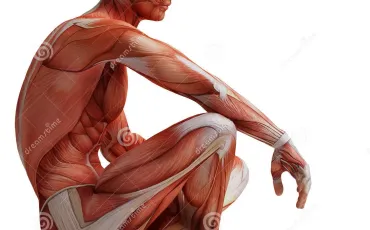 Quiz Anatomie