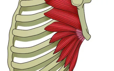 Quiz Anatomie