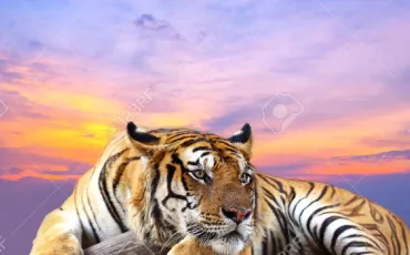 Quiz Animaux