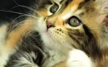 Quiz Felins