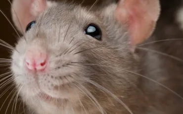 Quiz Animaux