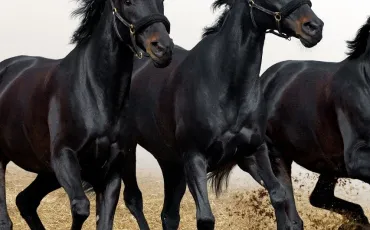 Quiz Galop 1