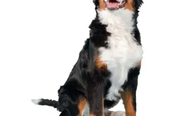 Quiz Races de chiens