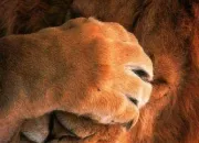 Quiz Les animaux font le clown (2)