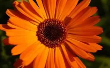 Quiz Fleurs