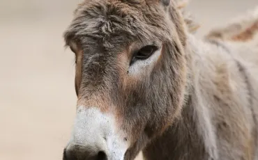 Quiz Animaux