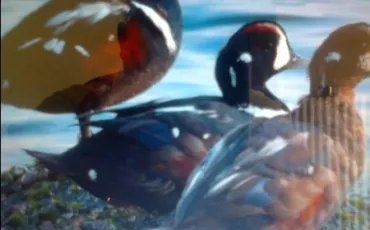 Quiz Canards