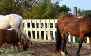 Quiz Poneys