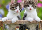 Test Quel chaton es-tu dans le clan de la Plume ?