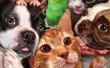 Quiz Animaux