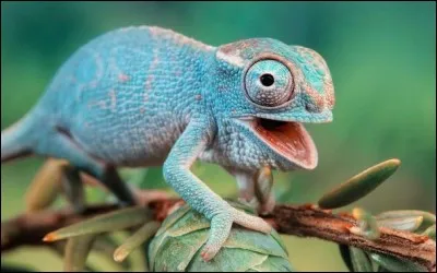 Combien d'espèces de caméléons font partie de la famille des Chamaeleonidae ?