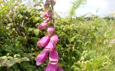 Quiz Fleurs