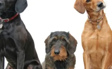 Quiz Races de chiens