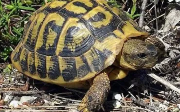 Quiz Tortues