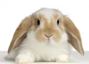 Quiz Connais-tu le lapin ?