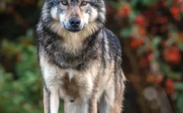Quiz Loups