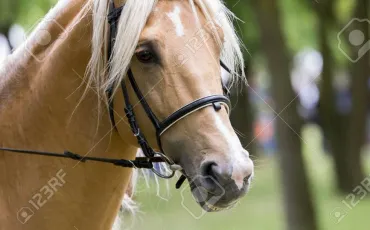 Quiz Galop 2