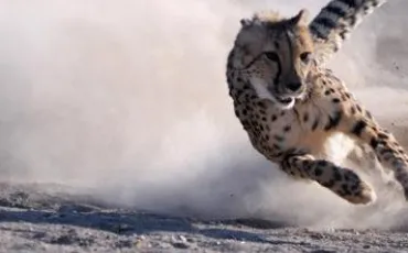Quiz Savane
