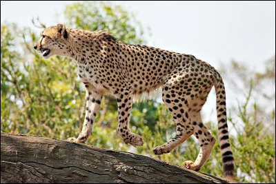 Vous montez en voiture, le safari commence. Cela fait à peine quelques minutes, soudain, une nuée de félins grands et fins débarquent, ils courent à une vitesse folle ! Qui sont-ils ?