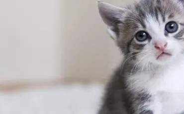 Quiz Animaux
