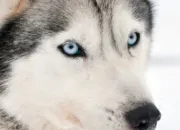 Quiz Les races de chiens