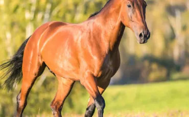 Quiz Galop 2