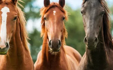 Quiz Poneys