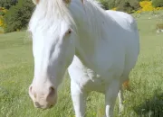 Quiz Robes de chevaux 1