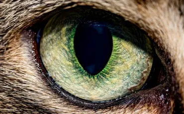 Quiz Animaux