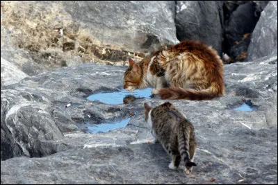 Comment appelle-t-on un chat domestique retourné à létat sauvage ?