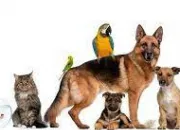 Test Quel animal de compagnie est fait pour toi ?