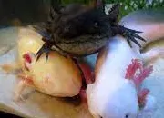 Test De quelle couleur est ton axolotl ? Suite du test ''Quel animal de compagnie est fait pour toi ?''