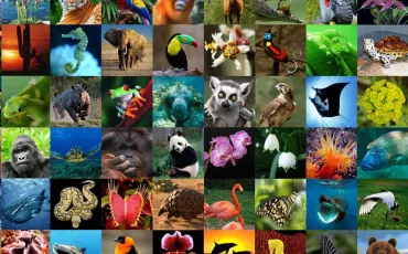 Quiz Animaux