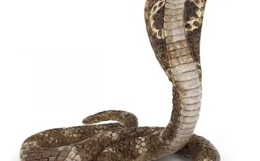 Quiz Serpents
