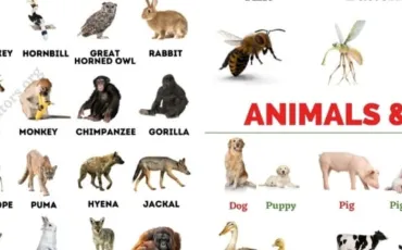 Quiz Animaux