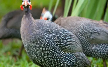 Quiz Animaux