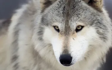 Quiz Animaux