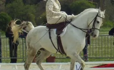 Quiz Galop 1