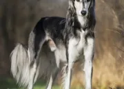 Quiz Le saluki