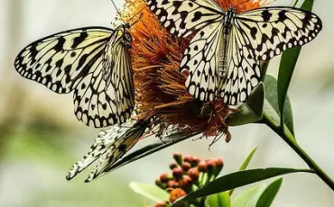 Quiz Papillons